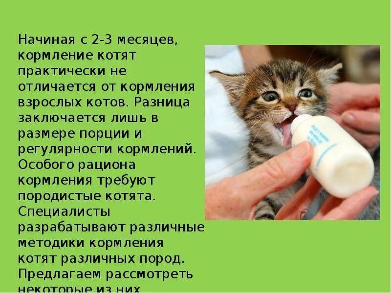 Как кормить котят без кошки 1. Чем кормить котенка. чем кормить месячного котенка. рацион месячного котенка без кошки в домашних. как правильно кормить котенка.
