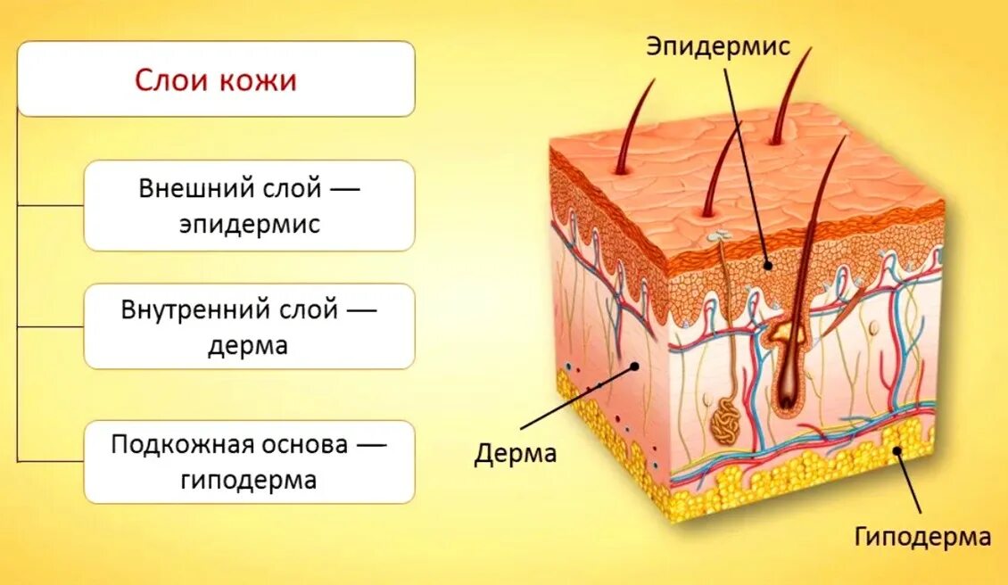 Типичная кожа. Кожа состоит из 3 слоев эпидермис дерма и гиподерма. слои дермы кожи человека. слои кожного покрова эпидермис. эпидермис дерма подкожная клетчатка.