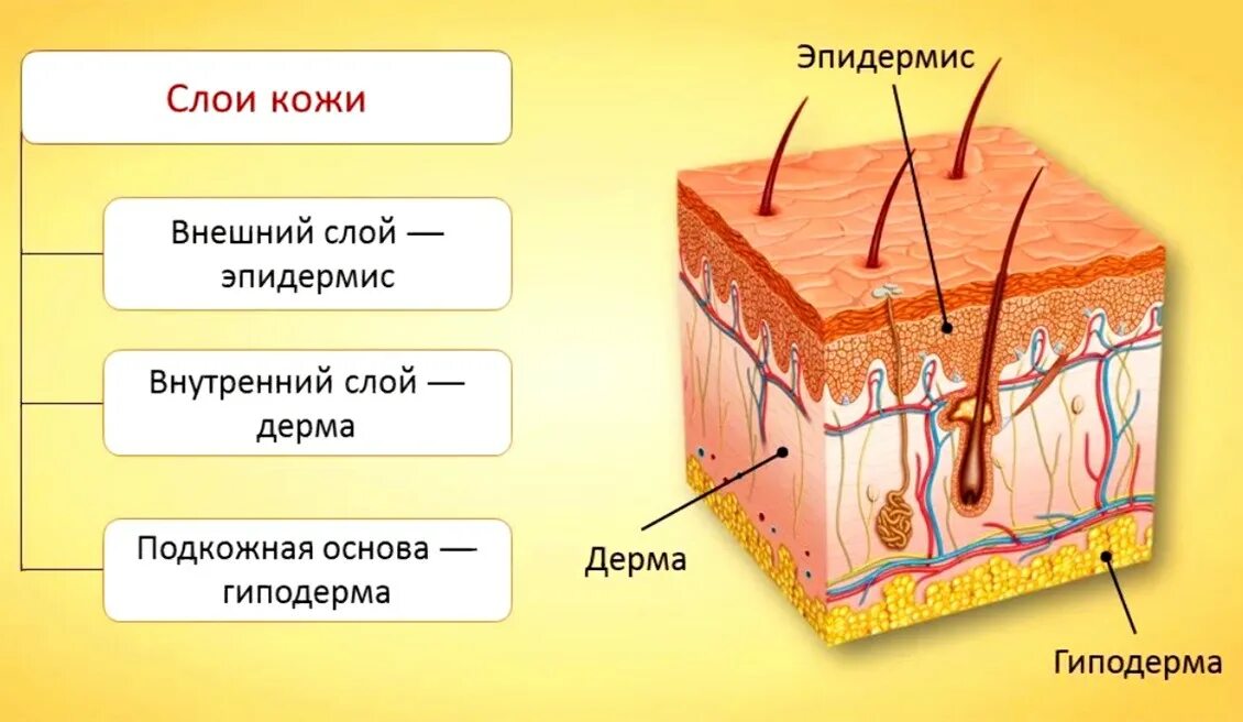 Где жил кожа. Кожа состоит из 3 слоев эпидермис дерма и гиподерма. Слои дермы кожи человека. Слои кожного Покрова эпидермис. Эпидермис дерма подкожная клетчатка.