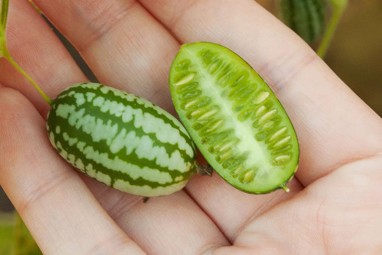 мини огурцы мелотрия. огурцы маленькие сорта. как называются маленькие огурчики. семена мелотрия колибри. огурцы корнишоны пикули.