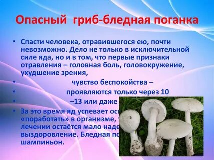 Сообщение о ядовитых грибах 3 класс