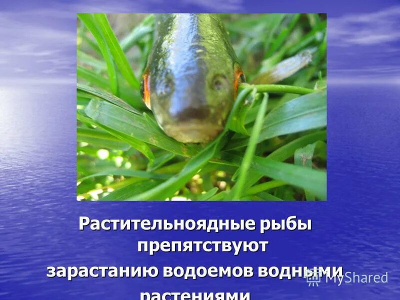 Почему численность растительноядных рыб. Растительноядные водоема. Пресноводные растительноядные рыбы. Чем питаются растительноядные рыбы. Растительноядные животные водоемов.