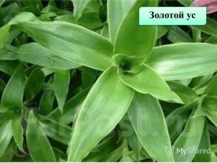 Золотой ус киста