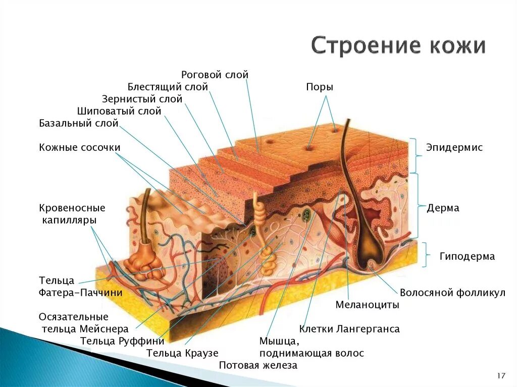 Из скольки слоев состоит кожа