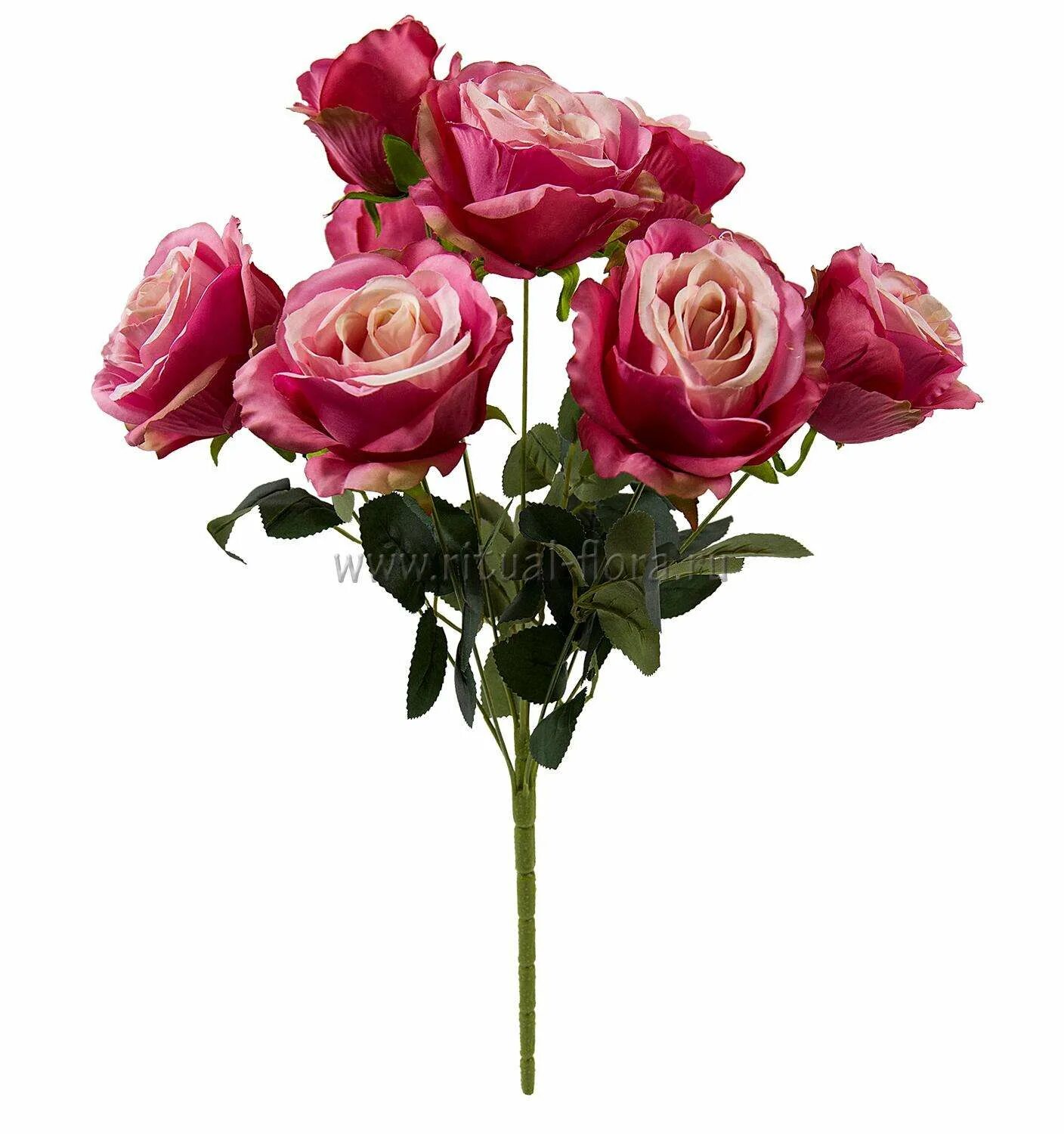 питомник роз элит каталог. элит розы интернет магазин. элит питомник роз краснодарский край. элит розы интернет магазин. розы элит.