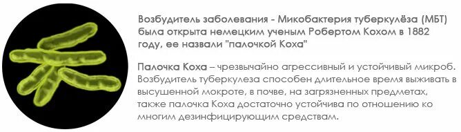 Возбудителем туберкулеза является палочка коха. Возбудителем туберкулеза является палочка коха