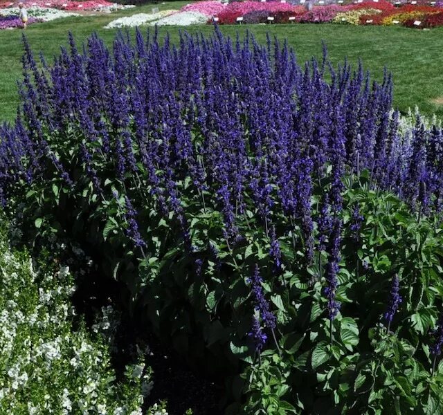 шалфей горминовый. цветы сальвия голубой монарх. сальвия хорминум белый монарх. сальвия хорминумовая голубая ракушка. сальвия розовый монарх.