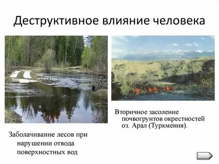 Почему происходит заболачивание