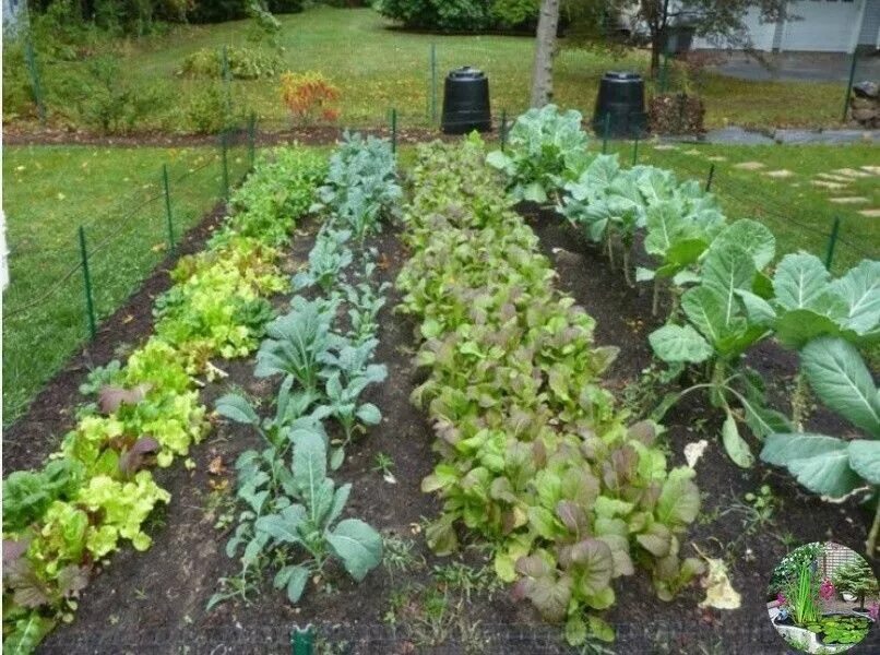 Соседи на огороде. Смешанные посадки овощей на грядке. Как выглядит соседский огород. Грядки для зелени. Соседний огород.