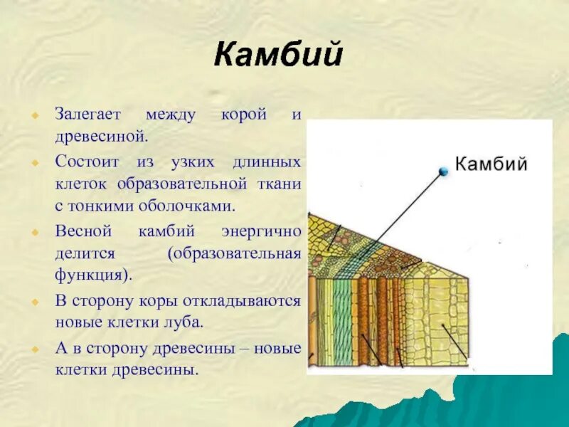 Между проводящими тканями расположена