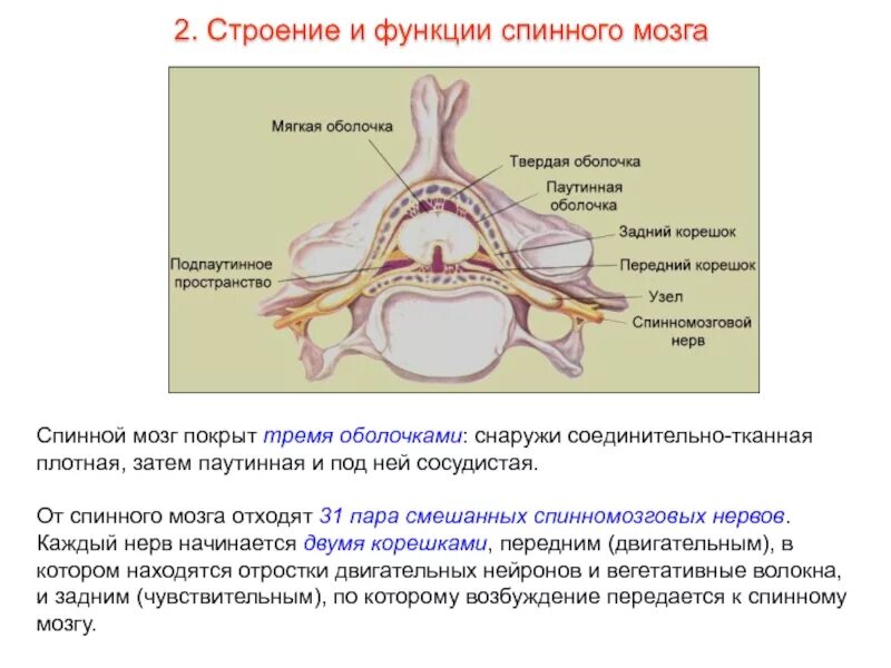 Сколько пар спинномозговых нервов отходит от спинного. Спинномозговой нерв функции. Спинной мозг строение и функции. Строение спинномозгового нерва. Смешанный спинномозговой нерв.