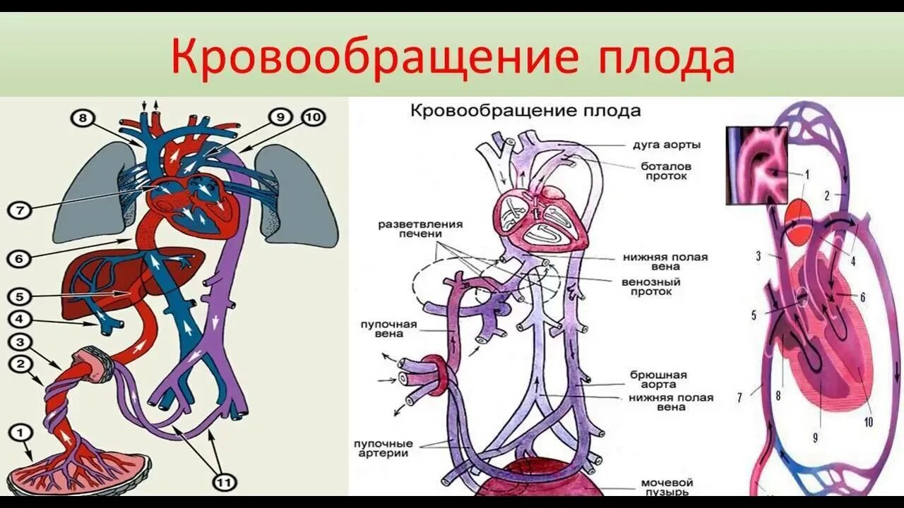Кровообращение после. Кровообращение плода аранциев проток. венозный анастомоз кровообращения плода. круг кровообращения плода схема. плацентарное кровообращение плода.