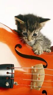 Коте музыка для детей