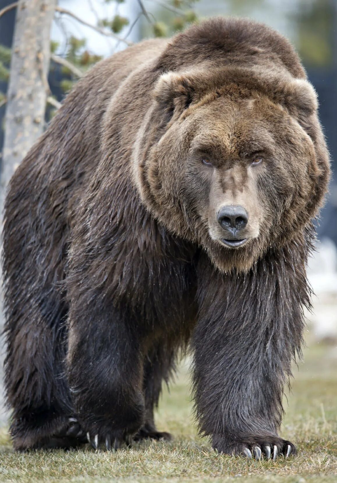 Какие медведи крупнее. Бурый медведь Кадьяк. Аляскинский бурый медведь. Медведь Гризли. Северная Америка медведь Гризли.