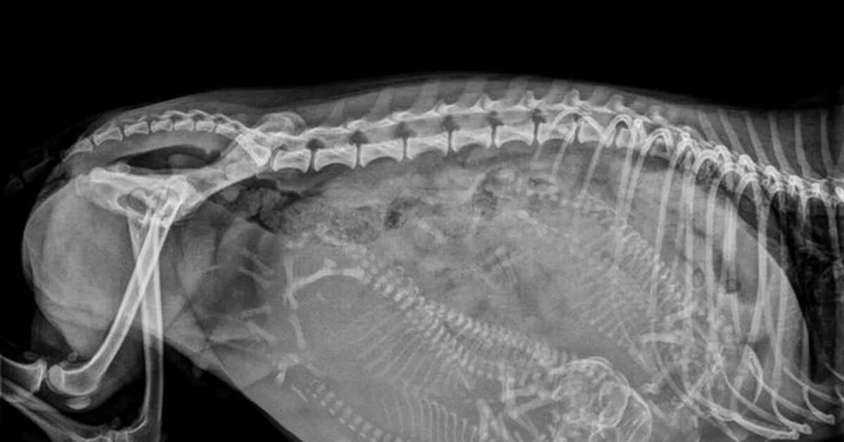 Беременна ли сука. Рентген беременной собаки. Рентгеновский снимок беременной собаки. Снимки беременной собаки рентген.
