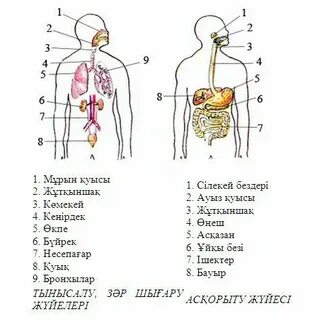 Мүше фотосы