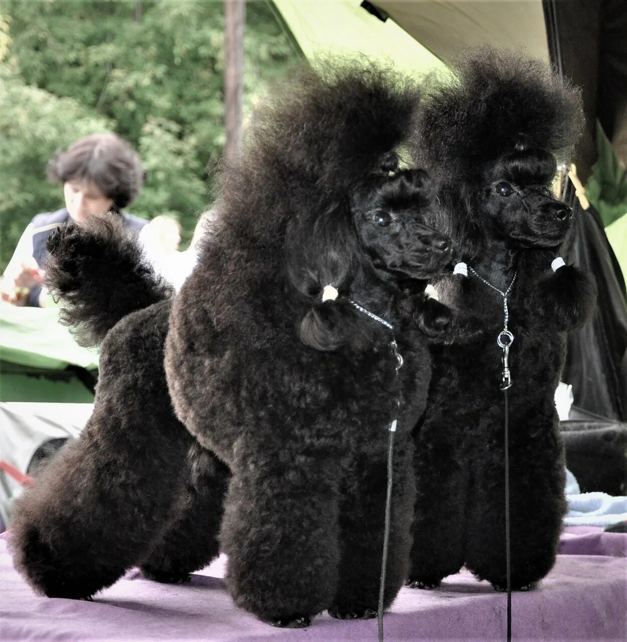 Королевский пудель. Королевский пудель черный. Карликовый Королевский пудель. Пудели пермь