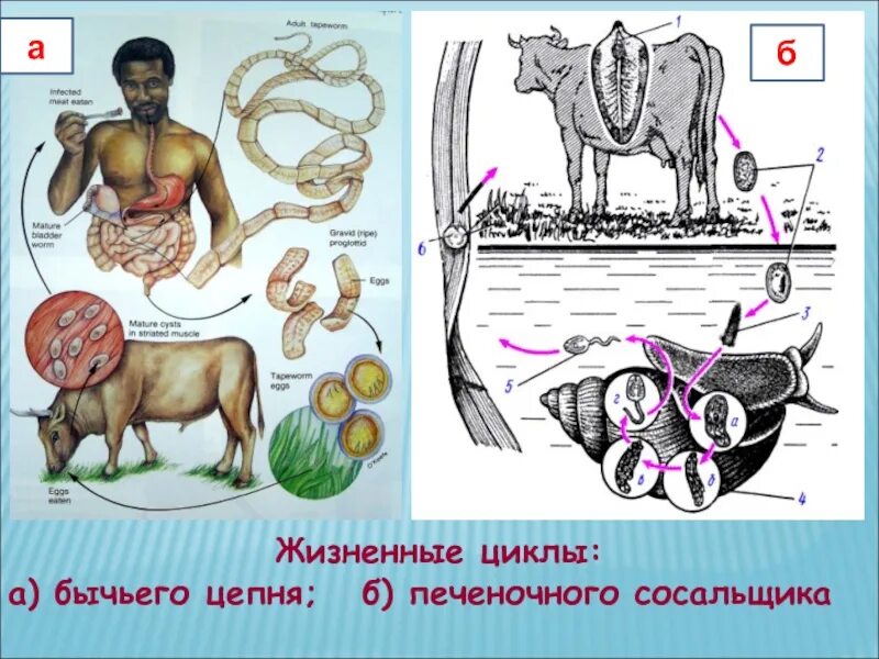 Образ жизни бычьего цепня. Схема развития бычьего цепня рисунок. Цикл развития печеночного бычьего цепня схема. Схема развития развития бычьего цепня. Циклы развития паразитических червей бычий цепень.