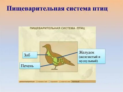 Функции пищеварительной системы птиц 7 класс