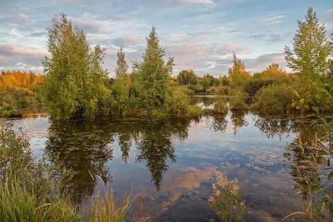 Осенний день на болоте