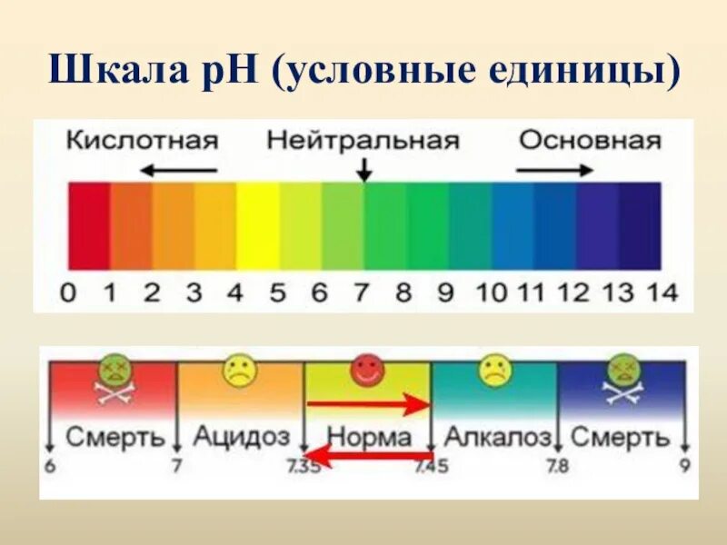 Кислотность водного раствора. Шкала РН водных растворов электролитов. Шкала кислотности PH ЕГЭ. Шкала PH растворов. Шкала PH кожи.