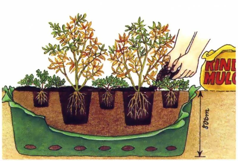 В каком месте лучше сажать. Корневая система голубики садовой. Голубика Садовая посадка. Схема посадки голубики садовой. Рододендрон размножение отводками.