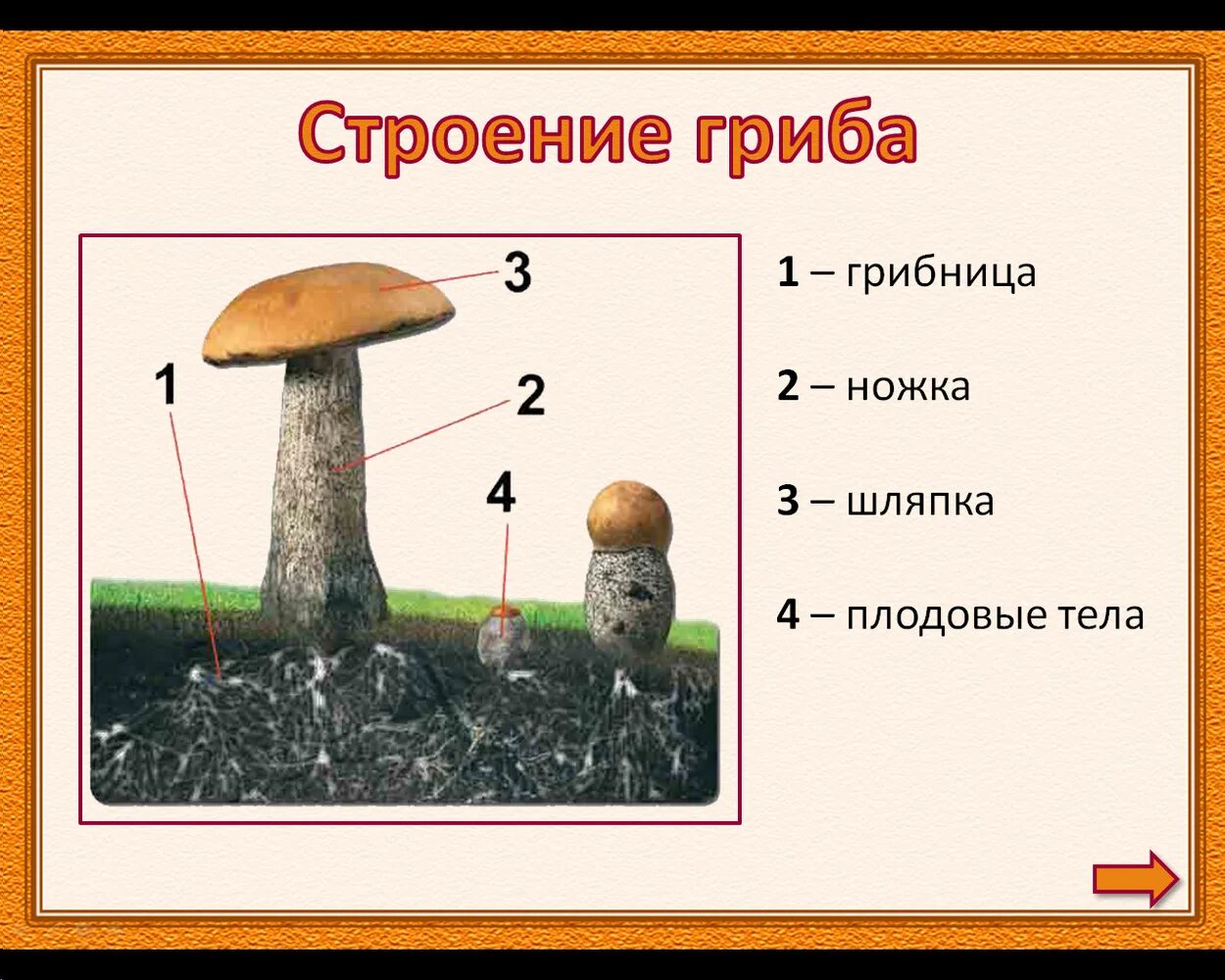 Внешнее строение тела гриба. Строение гриба грибница. схема строения гриба 3 класс. строение гриба для детей. строение гриба для дошкольников.