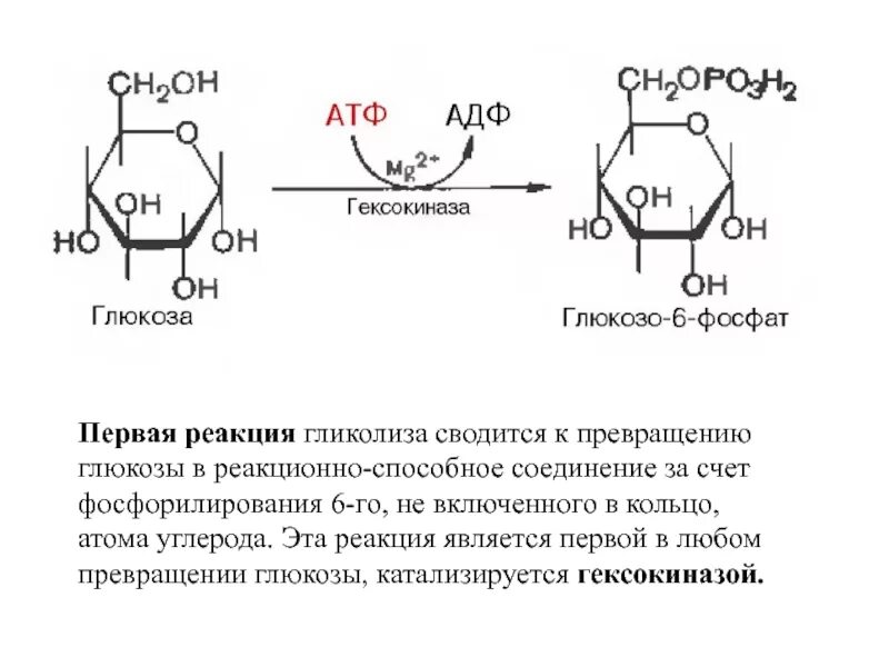 Атф глюкоза адф. Превращение Глюкозы в глюкозо-6-фосфат. Глюкоза в глюкозо 6 фосфат реакция. Глюкозо 1 фосфат в глюкозо 6 фосфат реакция. Реакции превращения Глюкозы в глюкозо-1-фосфат.