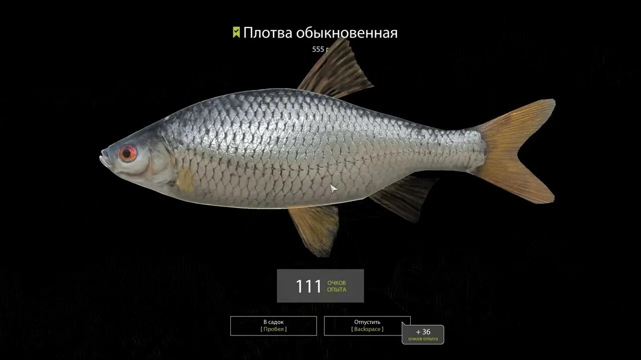 Игра рыбалка плотва. Плотва трофей рр4. обыкновенная плотва.