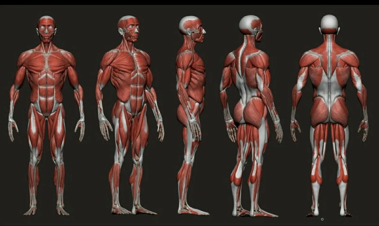 Строение мышечной системы человека. Анатомия мышц. Мышцы тела человека анатомия. Мышцы человека в полный рост.