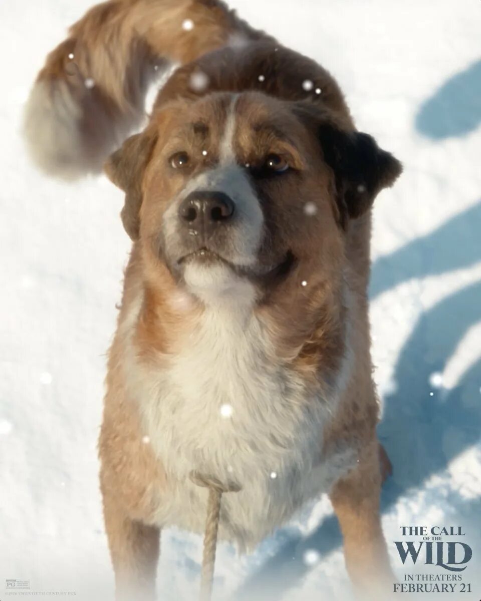 Зов предков фильм 2020. Зов предков фильм 2020 собака. Зов предков про собаку 2020. Харрисон форд зов предков. Зов предков фильм 2020.
