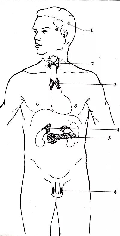 Эндокринная система схема расположения желез. Рис. 1. схема расположения желез внутренней секреции. Эндокринные железы человека схема. Железы внутренней секреции человека без подписей.
