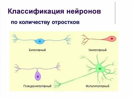 К какому уровню относится нейрон