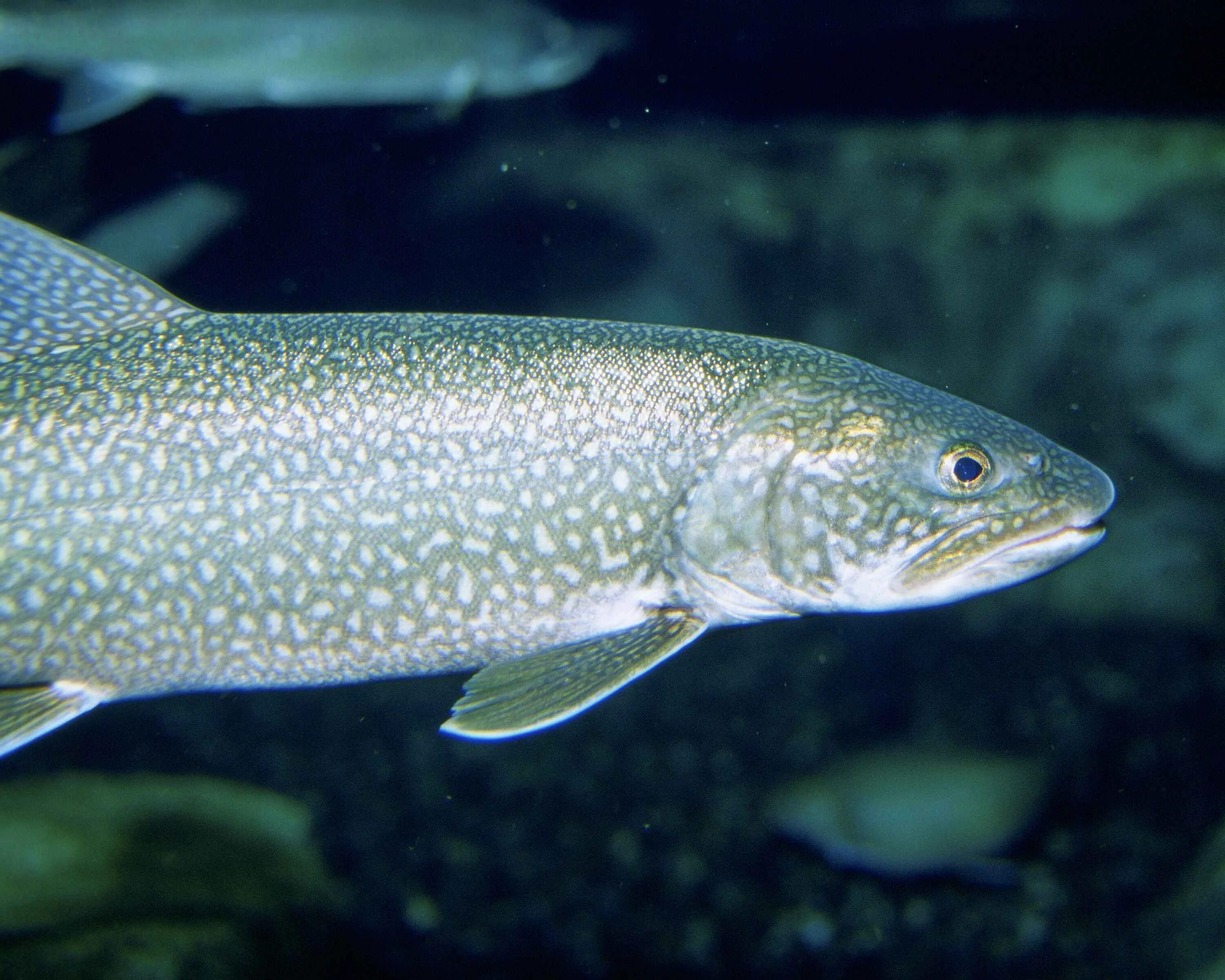 Радужная форель oncorhynchus mykiss. Пресноводная лососевая рыба. Радужная форель oncorhynchus mykiss. Дальневосточный чавыча лосось. Кумжа ручьевая форель.