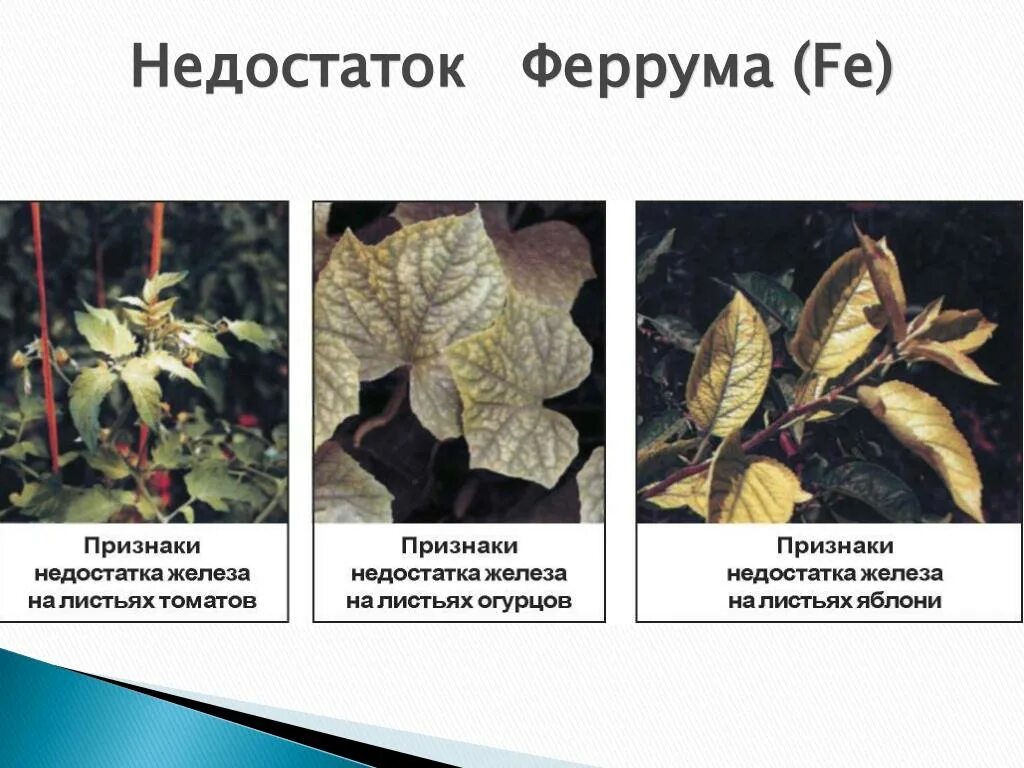 Недостаток микроэлементов по листьям. Железо недостаток у растений. Недостаток железа у растений. Нехватка железа у растений. Нехватка железа у растений.
