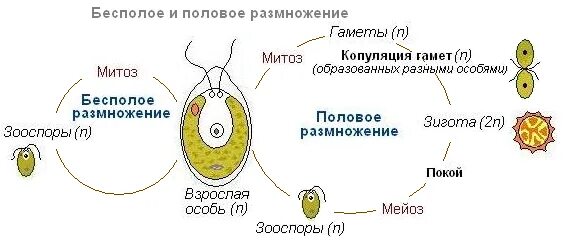 Гаметы бесполого размножения. Схема полового размножения водорослей. половое размножение растений схема. половое размножение гаметы.