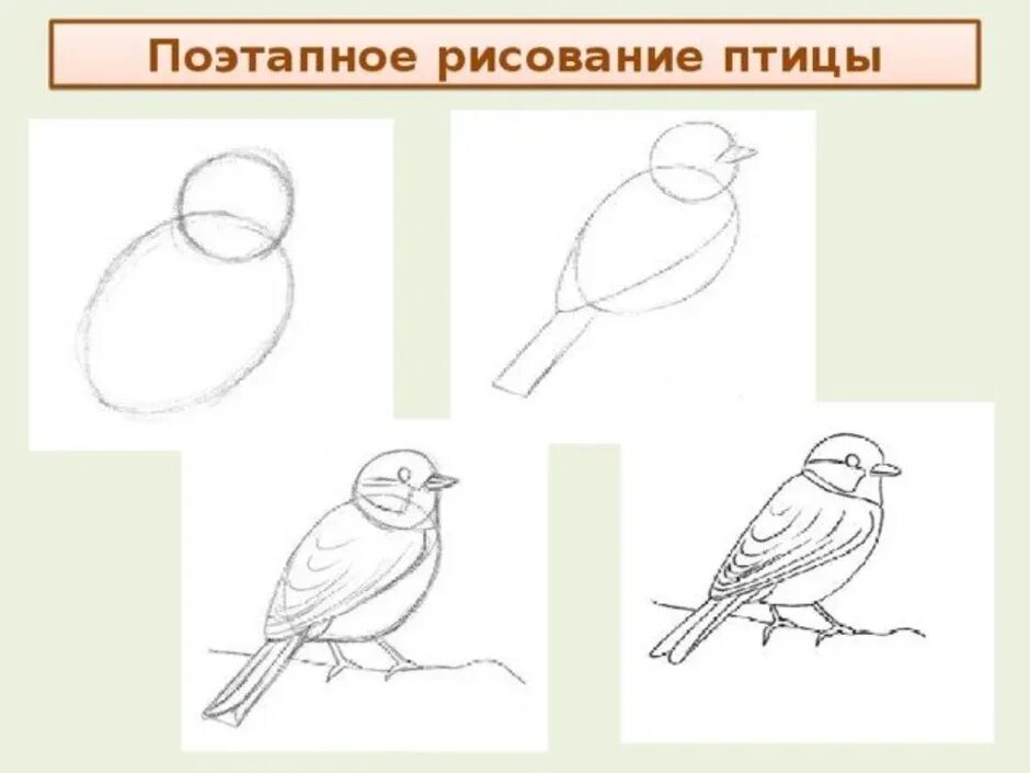 Урок изо 1 класс презентация поэтапное рисование. Рисование птички. Поэтапное рисование птиц. Презентация рисование птиц. Схема рисования птицы в средней группе.