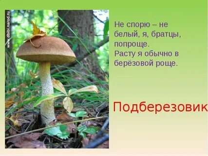 Почему подберезовик селится в березовой роще
