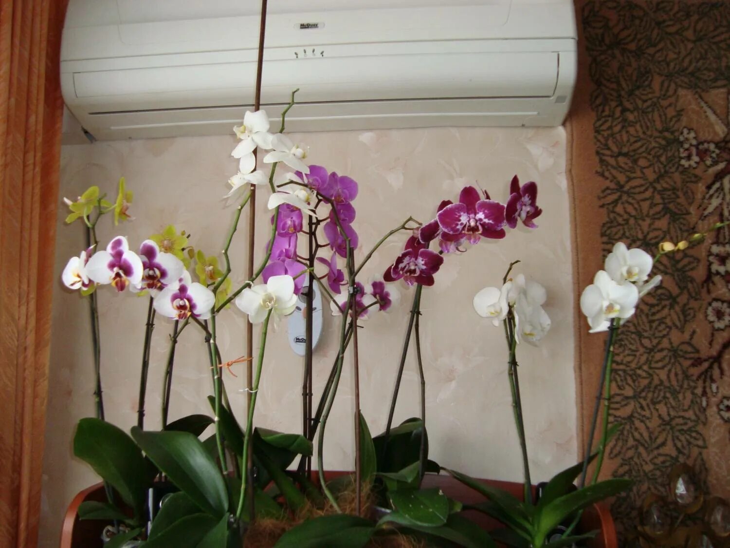 Орхидеи на окне. Подсветка для орхидей. Орхидеи в доме. Орхидеи на окошке. Орхидеи зимой как ухаживать