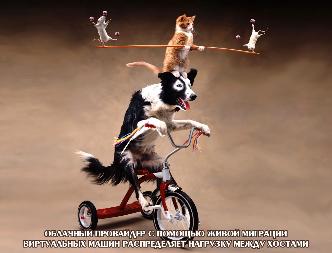 There a funny dog at the circus