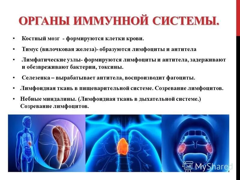 органы входящие в иммунную систему. кроветворные органы животных анатомия. селезенка является депо крови. селезенка и мозг. красный костный мозг иммунная система.