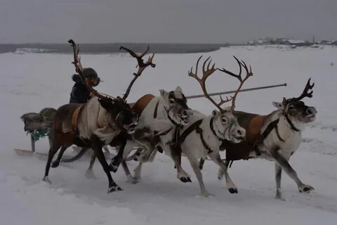 Чуваши оленеводство