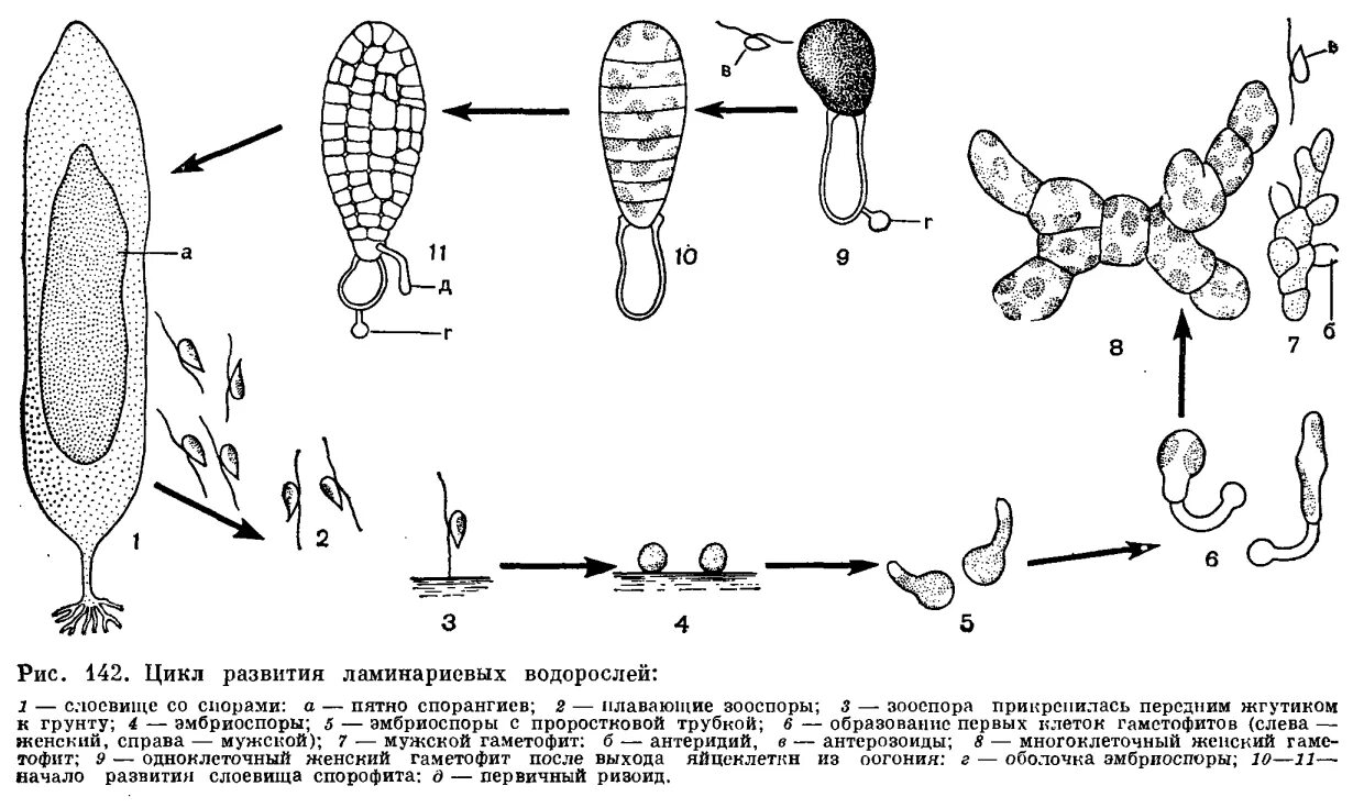 Водоросли строение и размножение. Цикл развития ламинарии схема. Размножение ламинарии схема. Цикл размножения ламинарии схема. Цикл развития бурых водорослей схема.