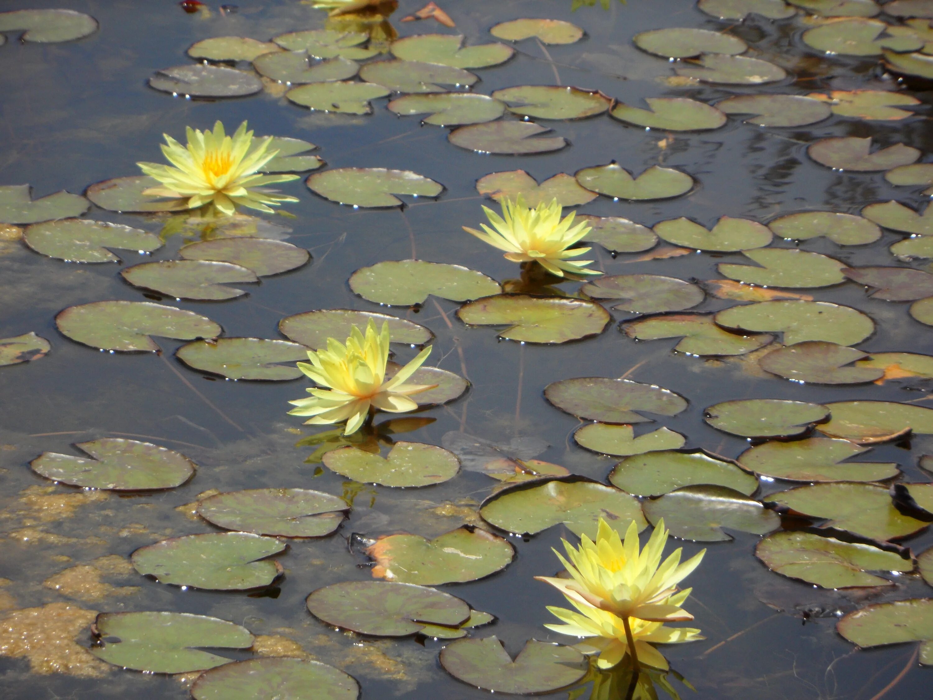 Листья желтые в пруду. Прудовая Лилия желтая. Желтые водные цветы. Пруд с желтыми кувшинками. Водяная Лилия.