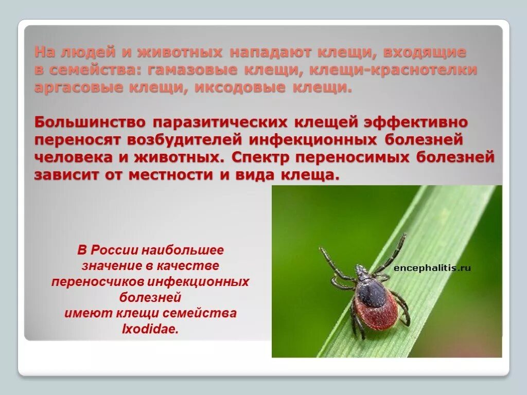 Возбудителями болезни могут быть клещи. Иксодовые клещи переносчики. иксодовые клещи заболевания и переносчики. иксодовые и гамазовые клещи. клещи иксодовые оргазовые.