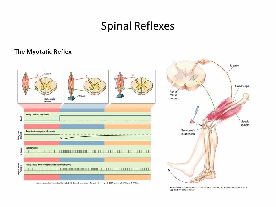 Spinal Reflex Somatic. Myotatic Reflex. Миотатический рефлекс физиология. Spin Reflex.