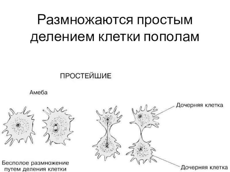 Простым делением клеток размножаются. Половое размножение амебы. Деление амебы бесполое размножение. Размножение амебы Протей. Бесполое размножение простейших схема.