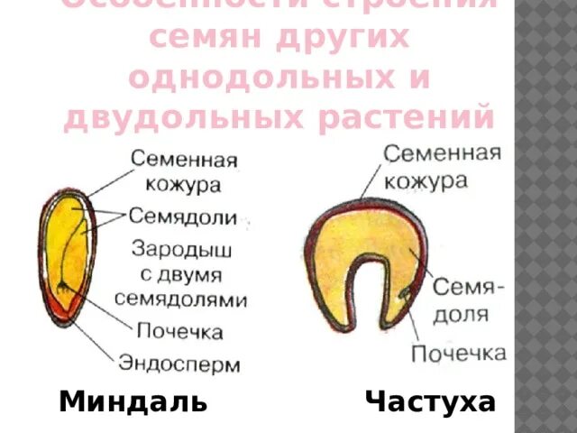 Тест биология 7 класс однодольные. Строение семени ЧАСТУХИ. Строение семени миндаля. Семена ЧАСТУХИ Однодольные или двудольные. Строение семени однодольных и двудольных.