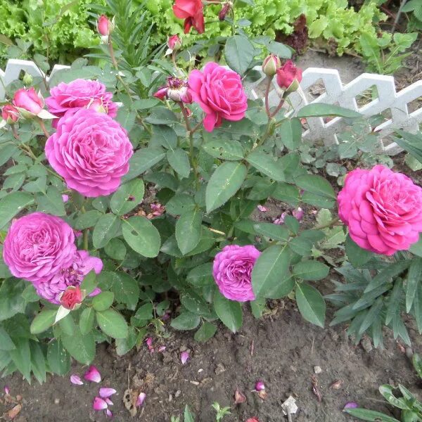 Роза флорибунда Кармен Вурф (Rose floribunda Carmen Wurth) - описание сорта, фот