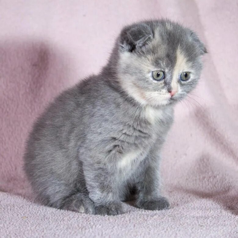 Британский вислоухий котенок серый. Шотландская вислоухая кошка. Шотландские котята светлые. Шотландская серебристая шиншилла. Шотландская кошка светлая.